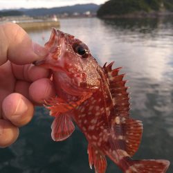 豆サバが湧いていた